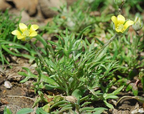 Ceratocephalus_testiculatus_habit.jpg