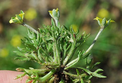 Ceratocephalus_testiculatus_habit2.jpg