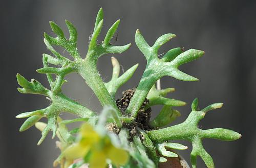 Ceratocephalus_testiculatus_leaves1.jpg