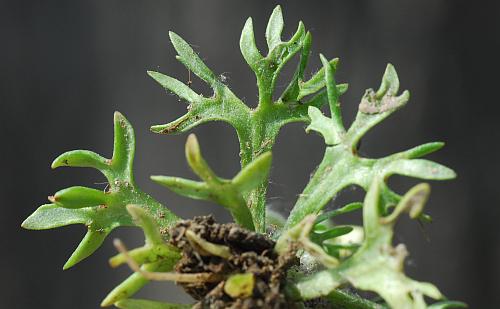 Ceratocephalus_testiculatus_leaves2.jpg