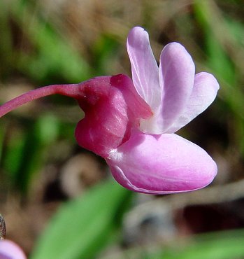 Cercis_canadensis_calyx.jpg