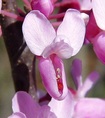 Cercis_canadensis_flower.jpg