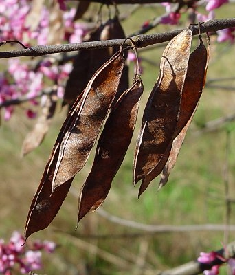 Cercis_canadensis_fruits.jpg