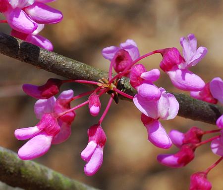 Cercis_canadensis_inflorescence2.jpg