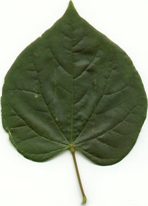 Cercis_canadensis_leaf.jpg