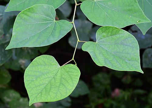 Cercis_canadensis_leaves1.jpg