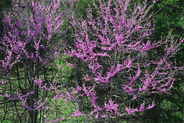 Cercis_canadensis_plant2.jpg