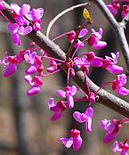 Cercis canadensis thumbnail