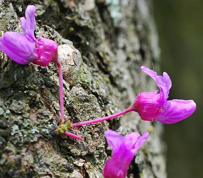 Cercis_canadensis_trunk.jpg