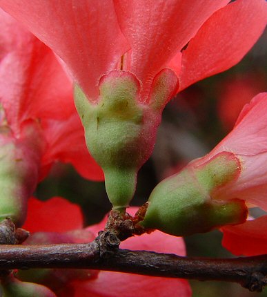 Chaenomeles_speciosa_calyx.jpg