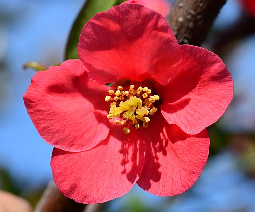 Chaenomeles_speciosa_corolla.jpg