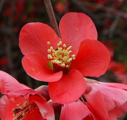 Chaenomeles_speciosa_flower.jpg