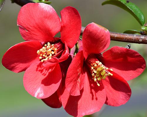 Chaenomeles_speciosa_flowers.jpg