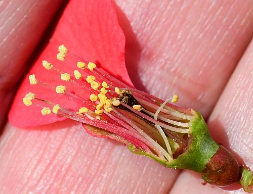 Chaenomeles_speciosa_functional.jpg