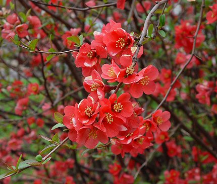 Chaenomeles_speciosa_inflorescence.jpg