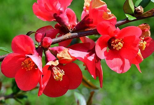 Chaenomeles_speciosa_inflorescence2.jpg