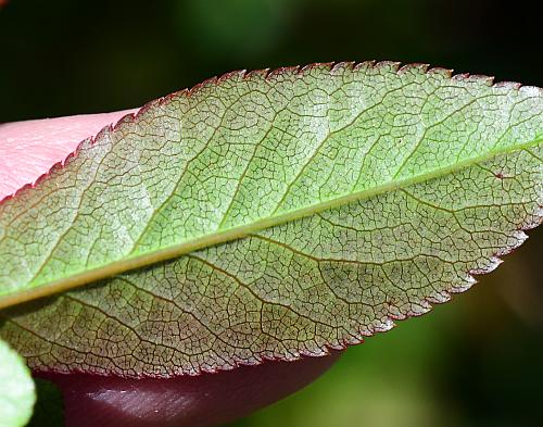 Chaenomeles_speciosa_leaf2.jpg