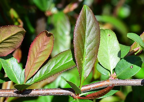 Chaenomeles_speciosa_leaves.jpg