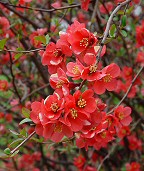 Chaenomeles speciosa thumbnail