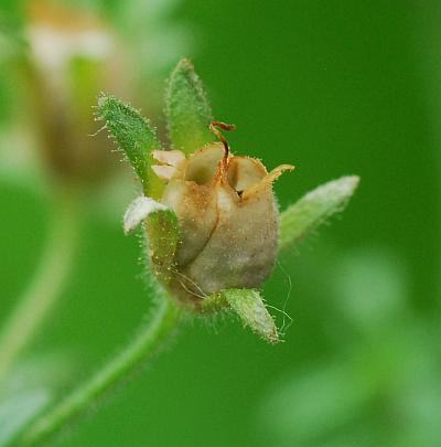 Chaenorhinum_minus_fruit1.jpg