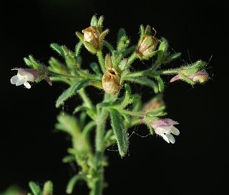 Chaenorhinum_minus_inflorescence.jpg