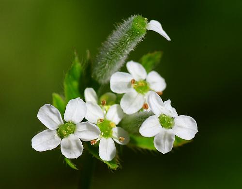 Chaerophyllum_procumbens_flowers.jpg