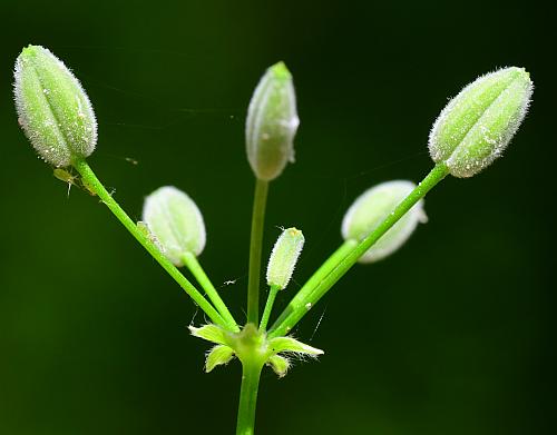 Chaerophyllum_procumbens_fruits.jpg