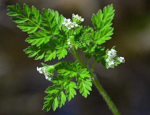 Chaerophyllum_procumbens_inflorescence1.jpg