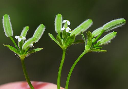 Chaerophyllum_procumbens_inflorescence2.jpg