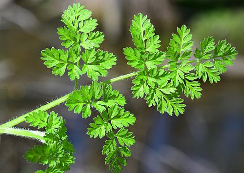 Chaerophyllum_procumbens_leaf1.jpg