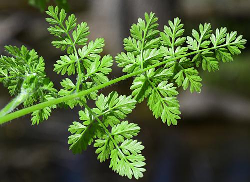 Chaerophyllum_procumbens_leaf2.jpg