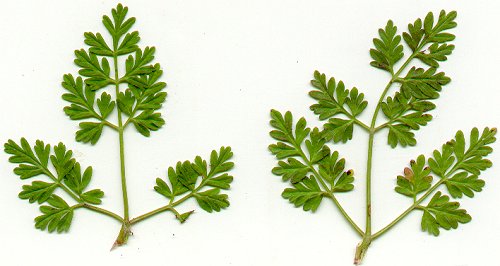 Chaerophyllum_procumbens_leaves.jpg