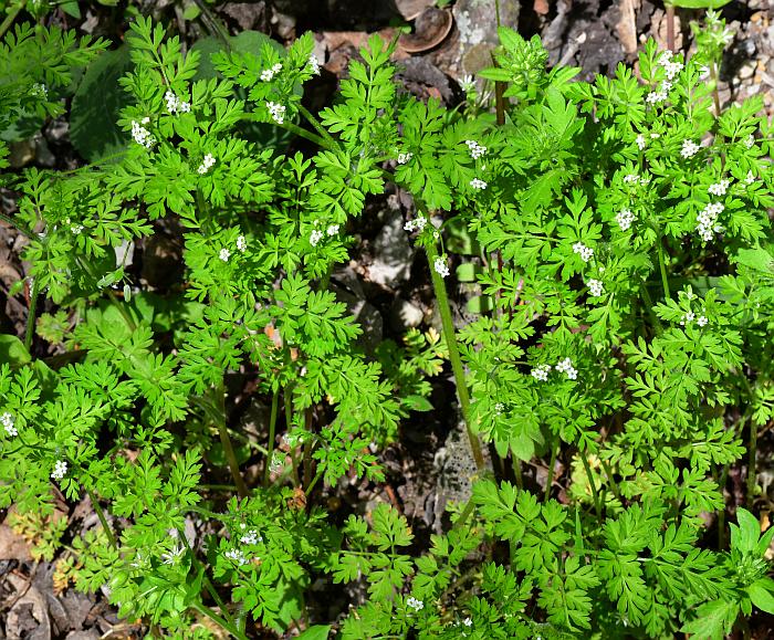 Chaerophyllum_procumbens_plant.jpg