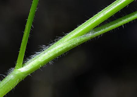 Chaerophyllum_procumbens_sheath.jpg