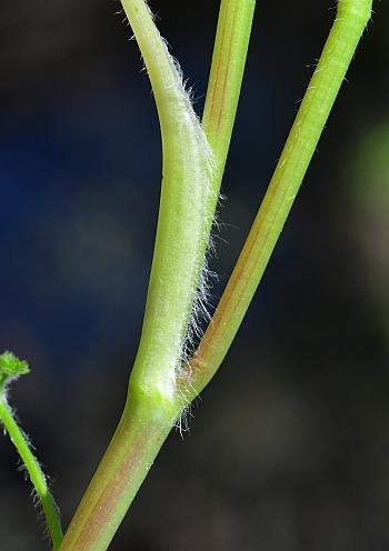 Chaerophyllum_procumbens_stem.jpg