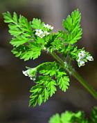 Chaerophyllum procumbens thumbnail