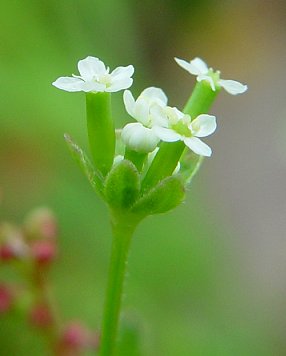 Chaerophyllum_tainturieri_flowers1.jpg