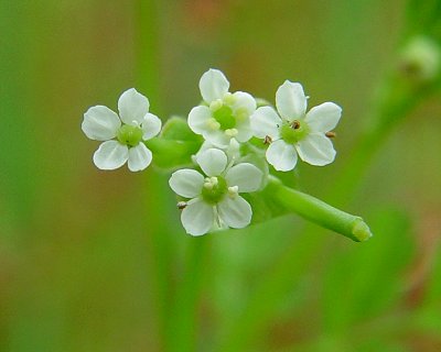 Chaerophyllum_tainturieri_flowers2.jpg