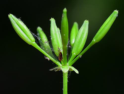 Chaerophyllum_tainturieri_fruits1.jpg