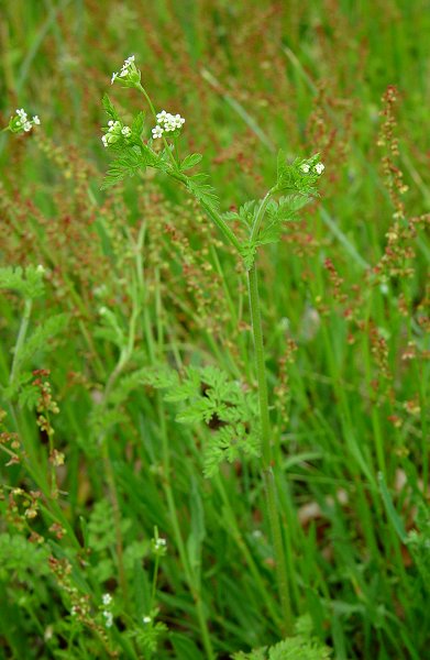 Chaerophyllum_tainturieri_plant.jpg