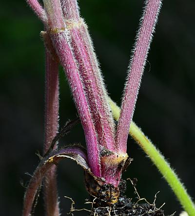 Chaerophyllum_tainturieri_stem1.jpg