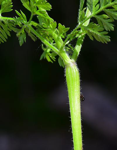Chaerophyllum_tainturieri_stem2.jpg