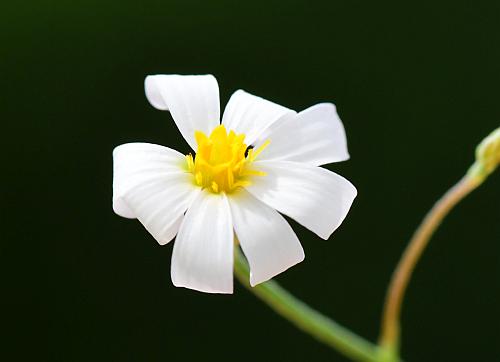 Chaetopappa_asteroides_florets.jpg