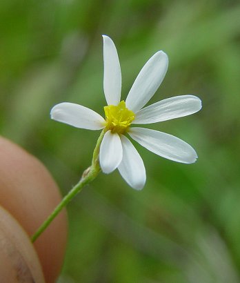 Chaetopappa_asteroides_flowers.jpg