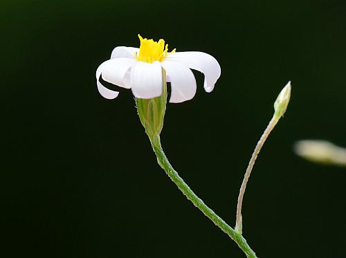 Chaetopappa_asteroides_head1.jpg