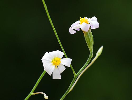 Chaetopappa_asteroides_heads.jpg