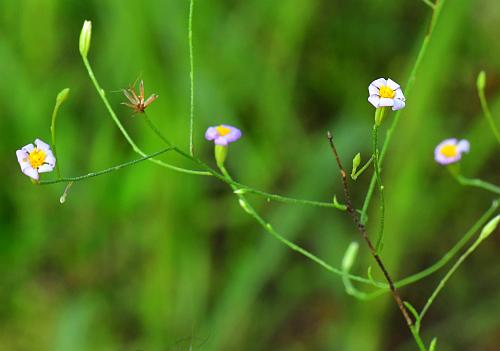 Chaetopappa_asteroides_inflorescence.jpg