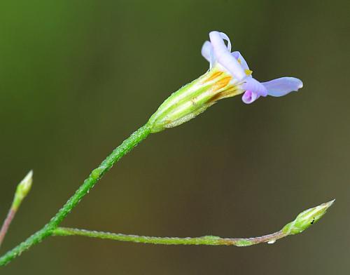 Chaetopappa_asteroides_involucre.jpg