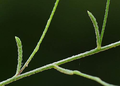 Chaetopappa_asteroides_leaves.jpg