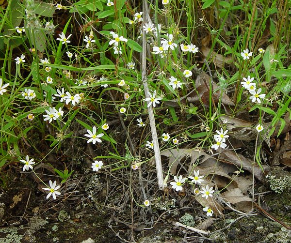 Chaetopappa_asteroides_plant.jpg